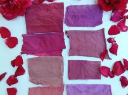 Fabric colouring with rose petals